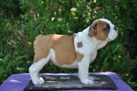 MASSI CUCCIOLO DI BULLDOG INGLESE